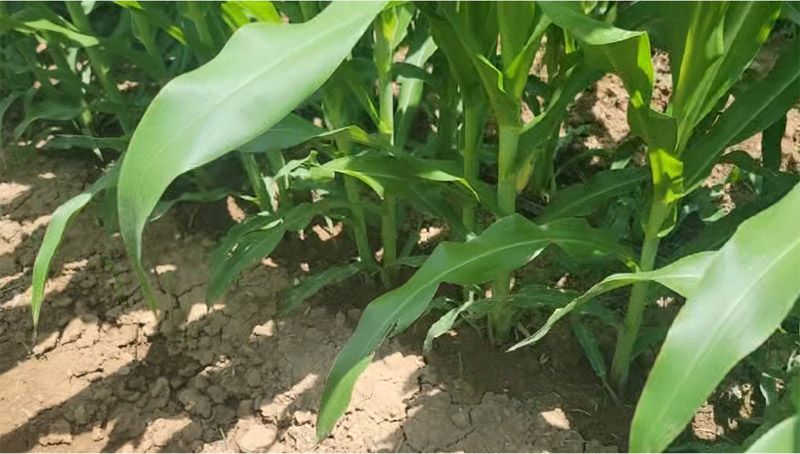 奧龍高產(chǎn)新模式播種玉米長(zhǎng)勢(shì)良好